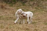DOGUE ARGENTIN 197